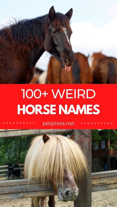 potoooooooo|weird racehorse names.